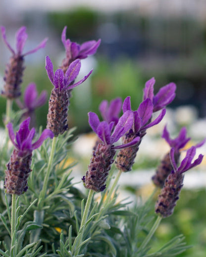 Lavender Primavera