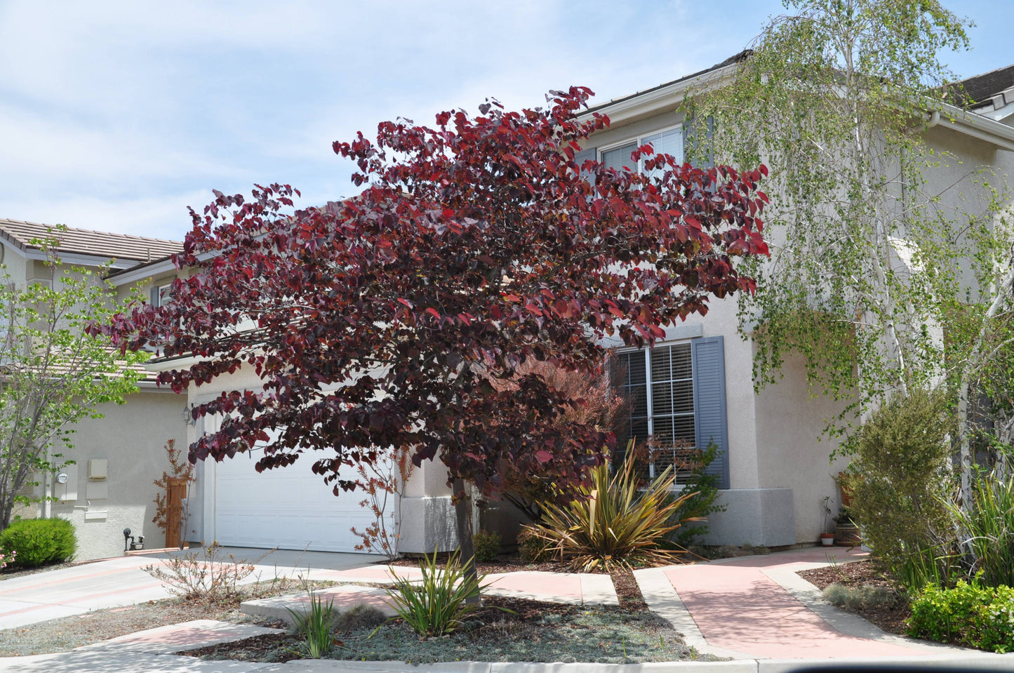 Cercis "Forest Pansy"