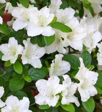 Azalea "White Lace"