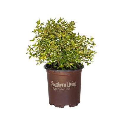 Abelia Grandiflora
