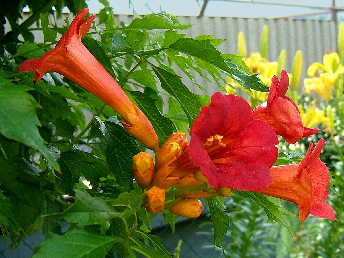 Campsis "Madame Galen"