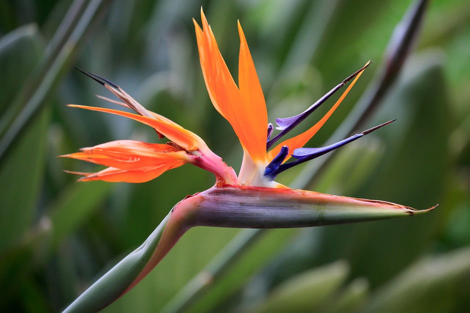 Bird Of Paradise "Reginae"