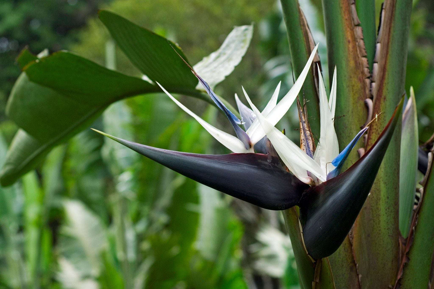 Bird Of Paradise "Nicolai"
