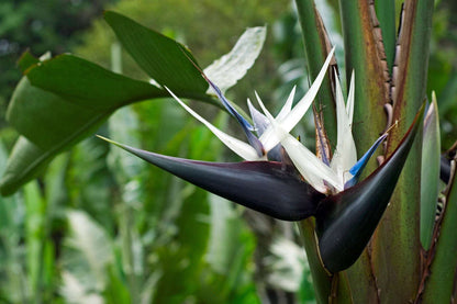 Bird Of Paradise "Nicolai"