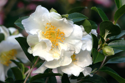 Camellia "Setsugecka"