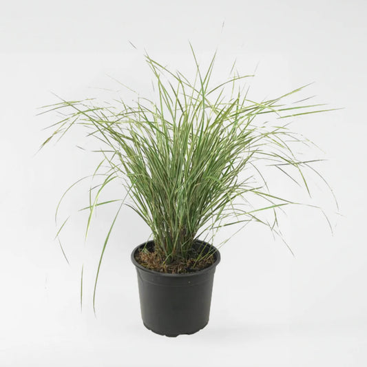 Calamagrostis "Overdam"