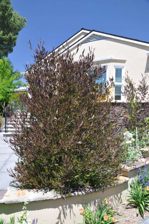 Dodonaea viscosa 'Purpurea' Bush