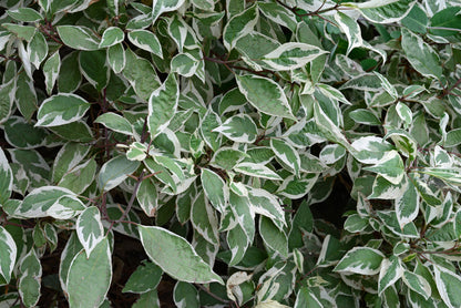 Euonymus 'Emerald Gaiety'