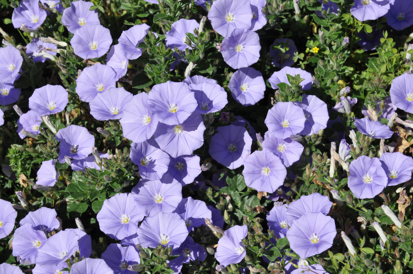 Convolvulus 'Mauritancius'