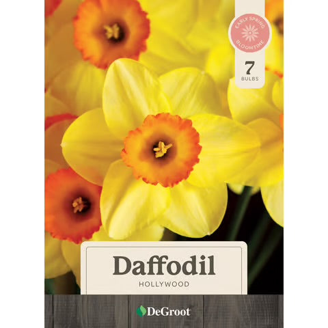Daffodil Hollywood Bulbs