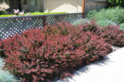 Berberis "Atropurpurea"