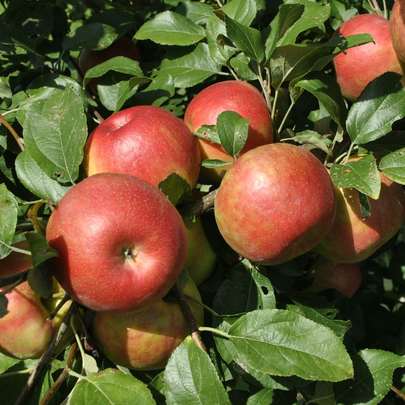 Apple 'Honey Crisp'