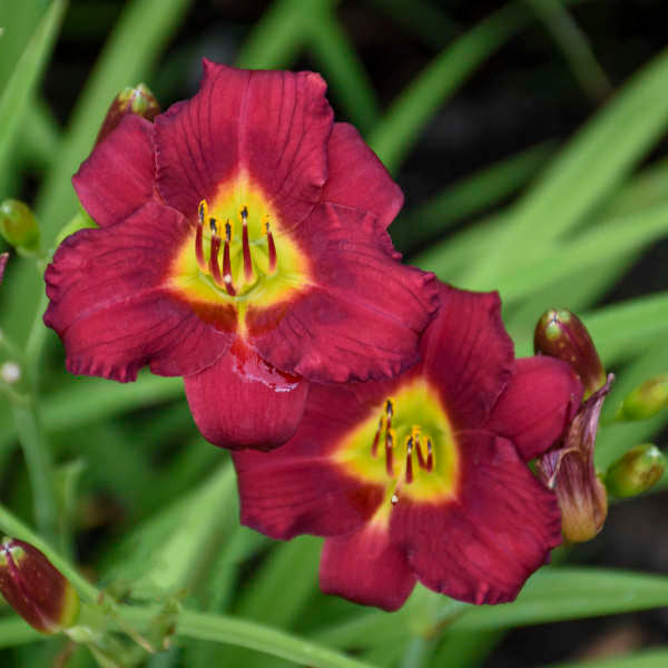 Daylilly "Pardon Me"