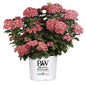 Hydrangea Q. "Pee  Wee"