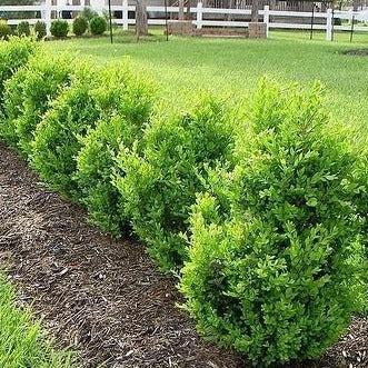 Buxus "Green Mountain"