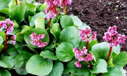 Bergenia "Crassifolia"