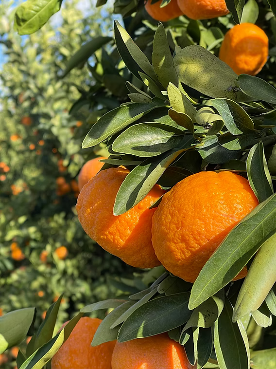 Mandarin 'Gold Nugget'