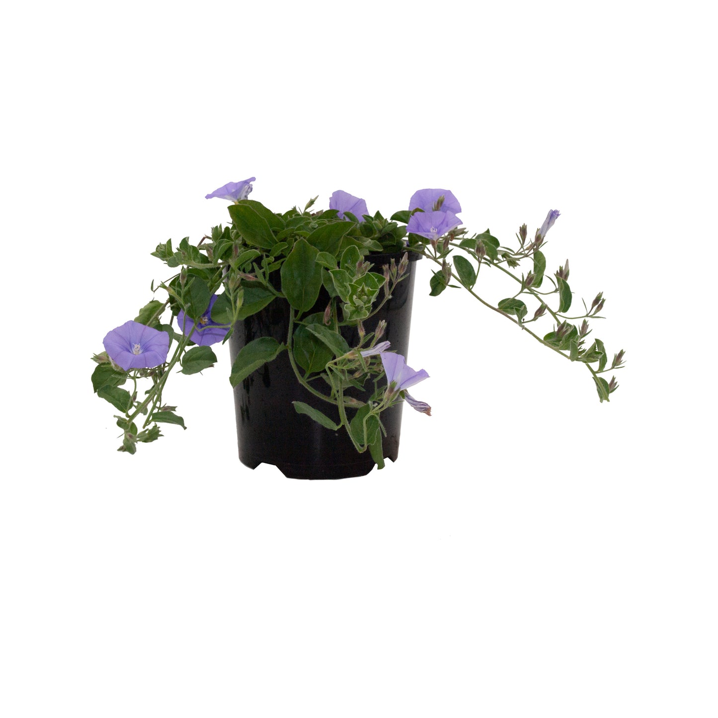 Convolvulus 'Mauritancius'