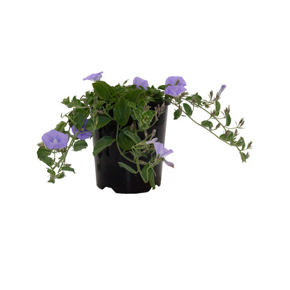 Convolvulus 'Mauritancius'