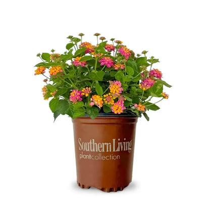 Lantana "Little Lucky Hot Pink"