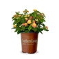 Lantana Little Luck Peach Glow