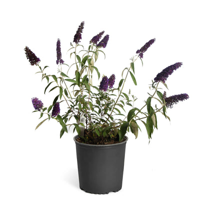 Buddleja davidii 'Black Knight