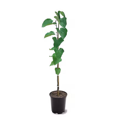 Cercis "Canadensis" Single Trunk