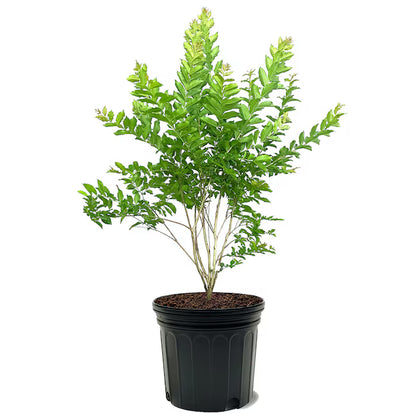 Crepe Myrtle 'Natchez'