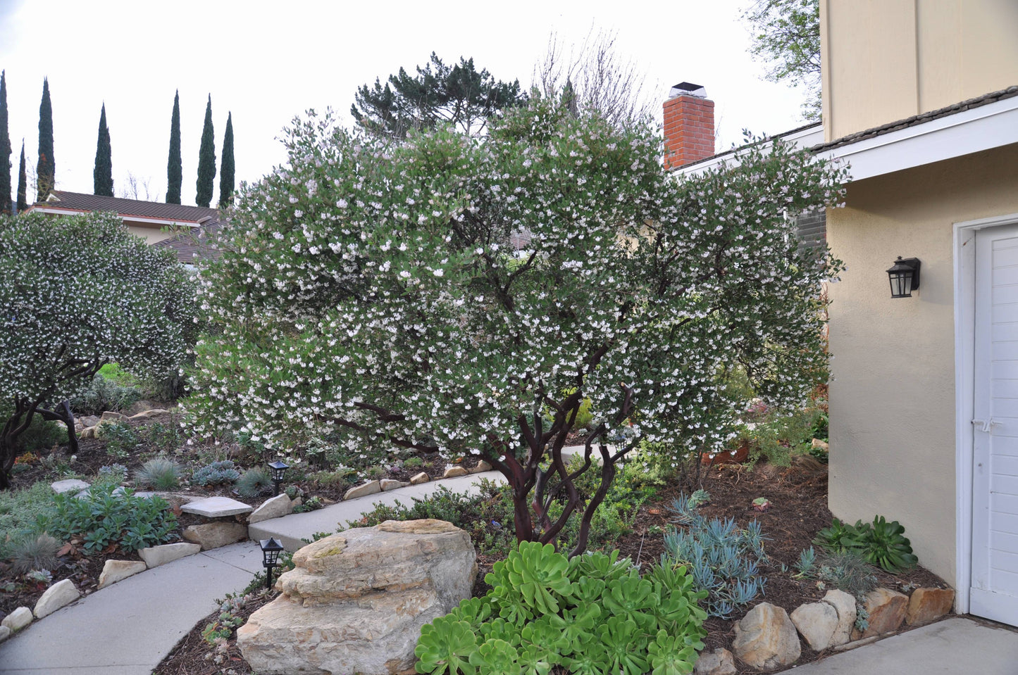 Arctostaphylos Den "Howard Mcminn"