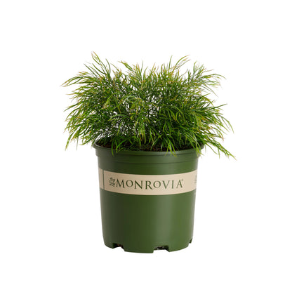 Acacia "Cousin Itt'