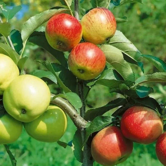 Apple '4N1'