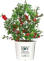 Chaenomeles "Super Red"