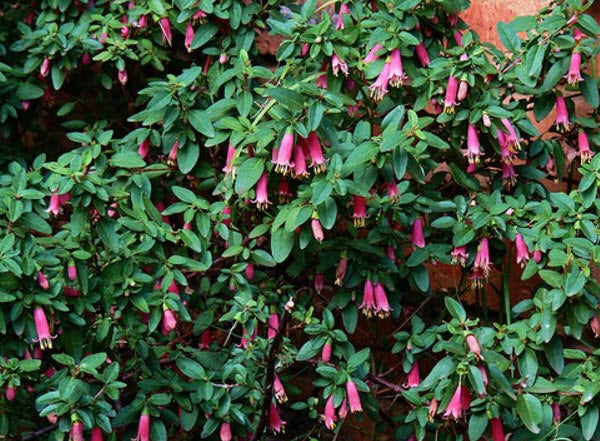 Correa 'Carmine Bells'