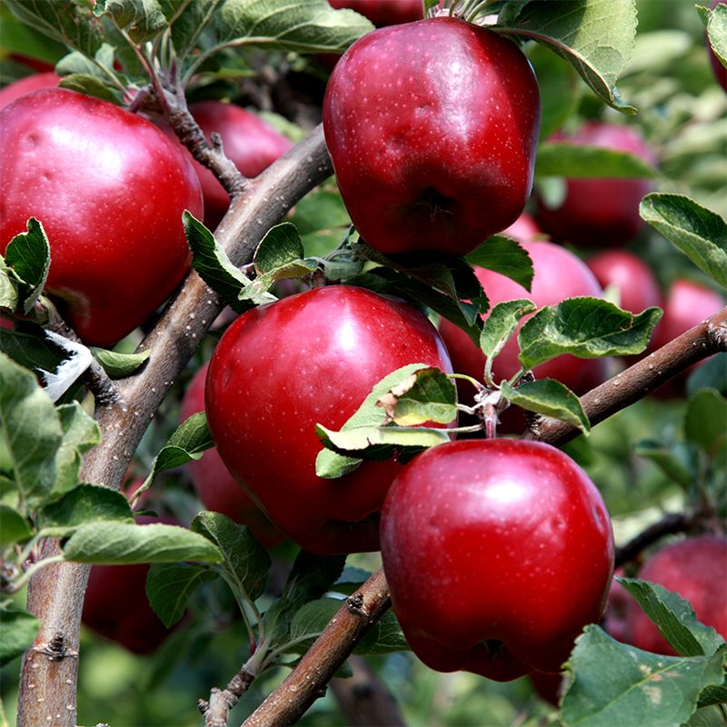 Apple 'Red Delicious'