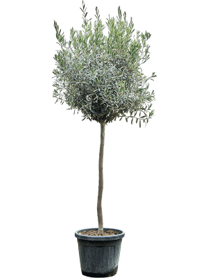 Olea "Arizona Fruitless" STD