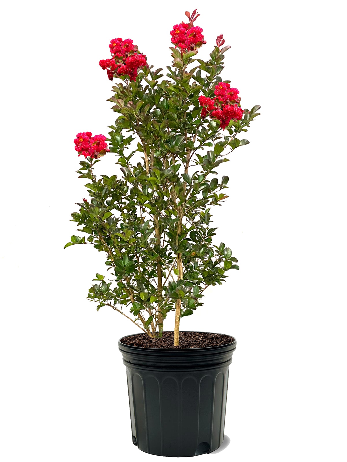 Crepe Myrtle "Cherokee Red"