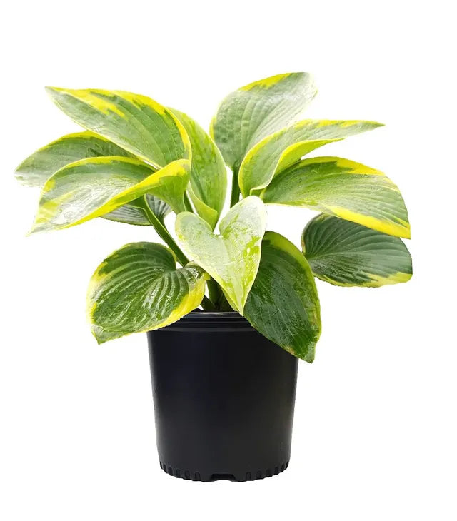 Hosta "Frances Williams"