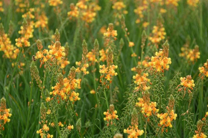 Bulbine frutescens 'Hallmark'