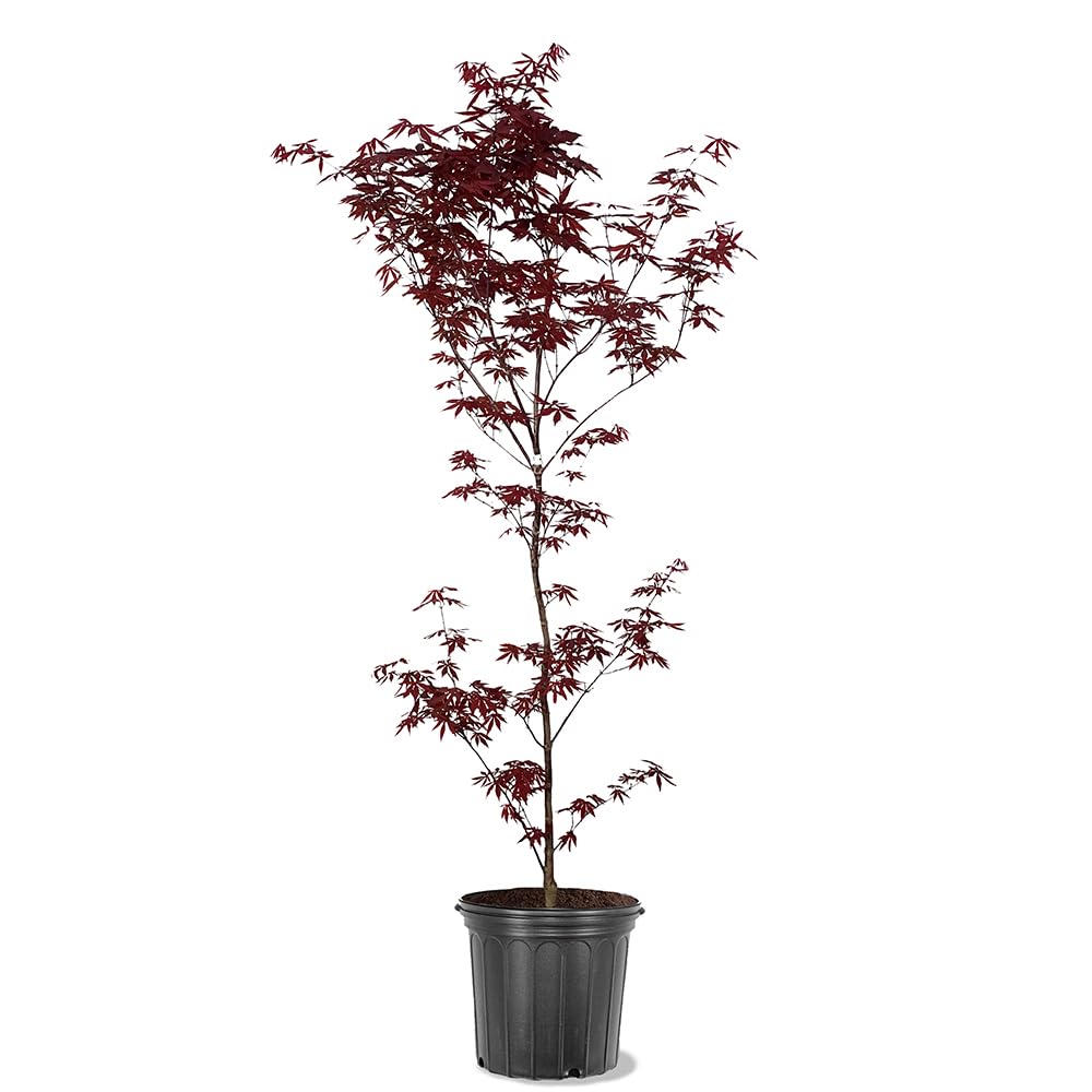 Japanese Maple "Emperor 1"