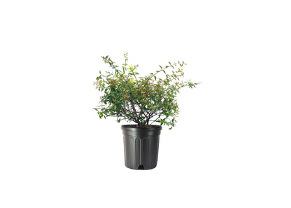 Abelia 'Edward Goucher'