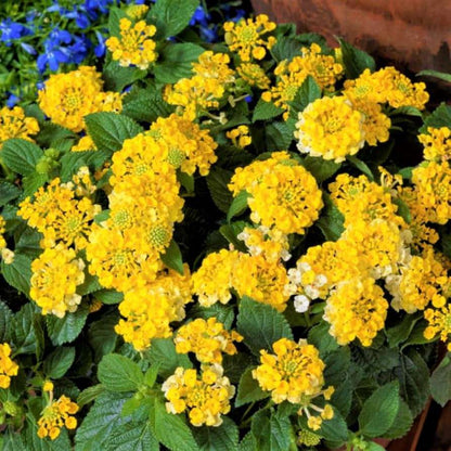 Lantana  M. Yellow