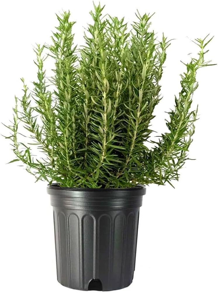Rosmarinus "Officinalis"