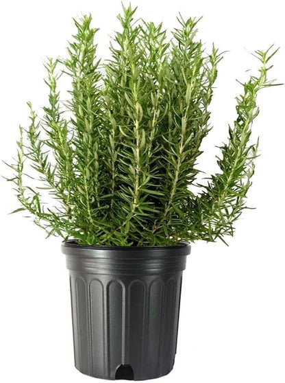 Rosmarinus "Officinalis"