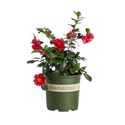 Camellia "Bonanza"