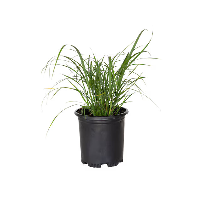 Muhlenbergia Rigens