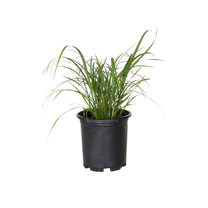 Muhlenbergia Rigens