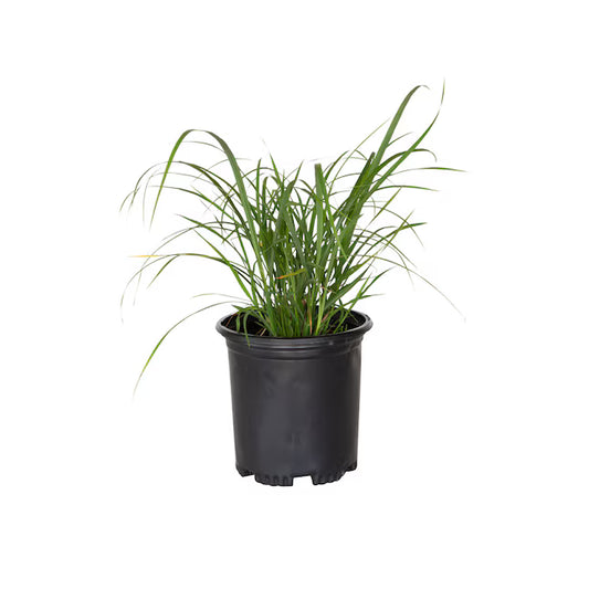 Muhlenbergia Rigens