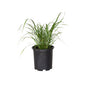 Muhlenbergia Rigens