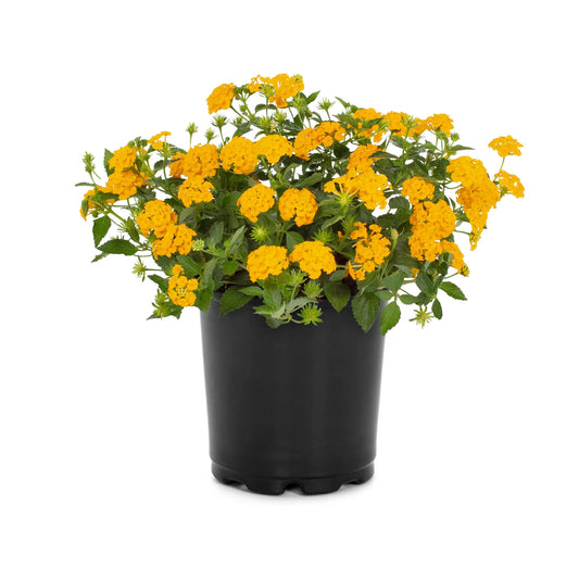 Lantana  M. Yellow