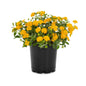 Lantana  M. Yellow